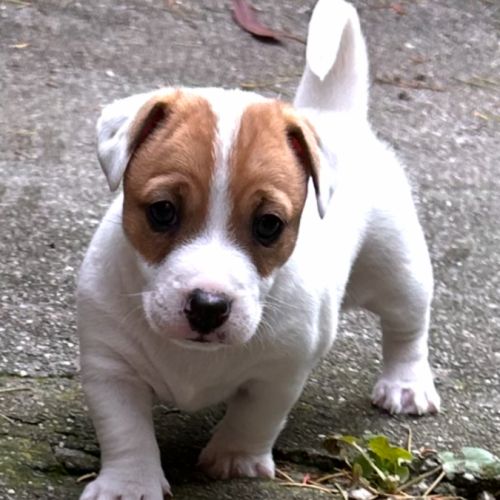 Chiot jack russel #5