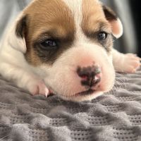 Chiot jack russel #2
