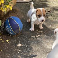 Chiot jack russel #3
