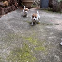 Chiot jack russel #0