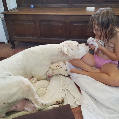 Chiots dogue argentin à réserver #2