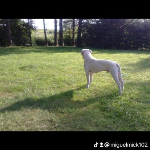 Chiots dogue argentin à réserver #3