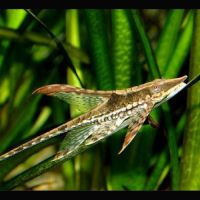 Storisomus aureum poisson aquarium