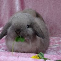 Bébés lapins minilop / échange ok #1