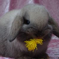 Bébés lapins minilop / échange ok #2