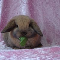 Bébés lapins minilop / échange ok #0