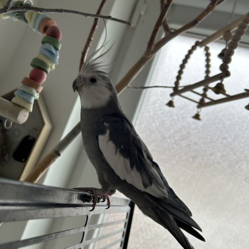 Deux magnifiques calopsitte #1