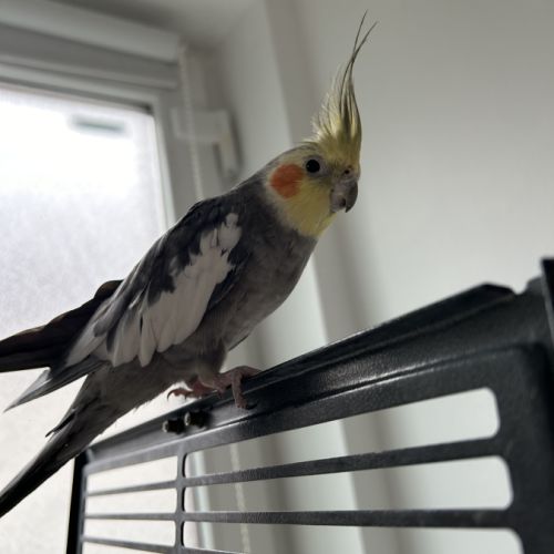 Deux magnifiques calopsitte #2