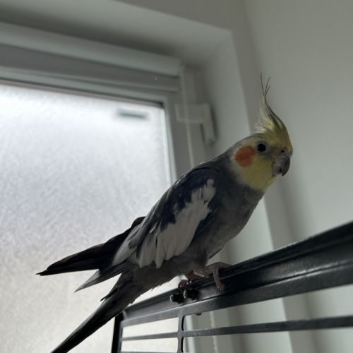 Deux magnifiques calopsitte #3