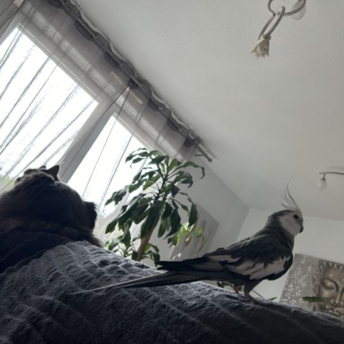 Deux magnifiques calopsitte #5