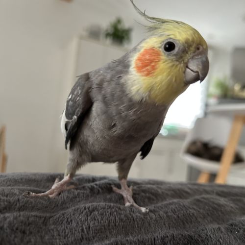 Deux magnifiques calopsitte #6