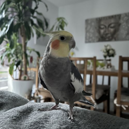 Deux magnifiques calopsitte #9