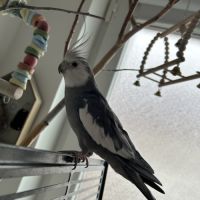 Deux magnifiques calopsitte #1