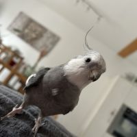 Deux magnifiques calopsitte #0