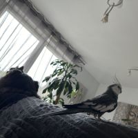 Deux magnifiques calopsitte #5