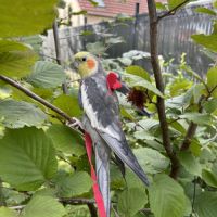 Deux magnifiques calopsitte #7