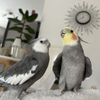 Deux magnifiques calopsitte #8