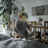 Deux magnifiques calopsitte #9