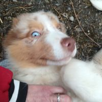 Chiot berger australien disponible #1