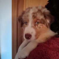Chiot berger australien disponible #2