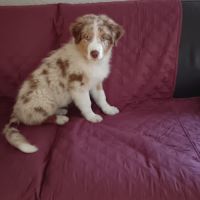 Chiot berger australien disponible