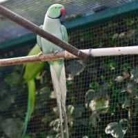 Perruche à collier bleue turquoise