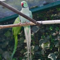 Perruche à collier bleue turquoise #5