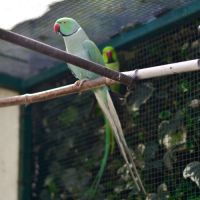 Perruche à collier bleue turquoise #6