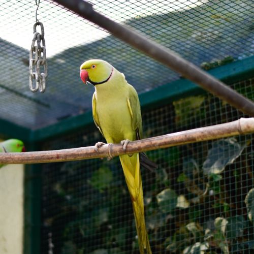 Perruche à collier olive #2