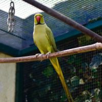 Perruche à collier olive