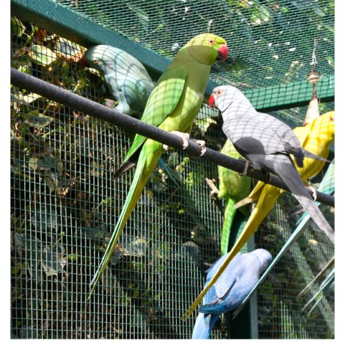 Perruche à collier verte #1