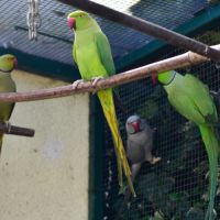 Perruche à collier verte #0