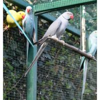 Perruche à collier grise #1