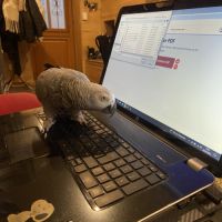 Je recherche un gris du gabon #2