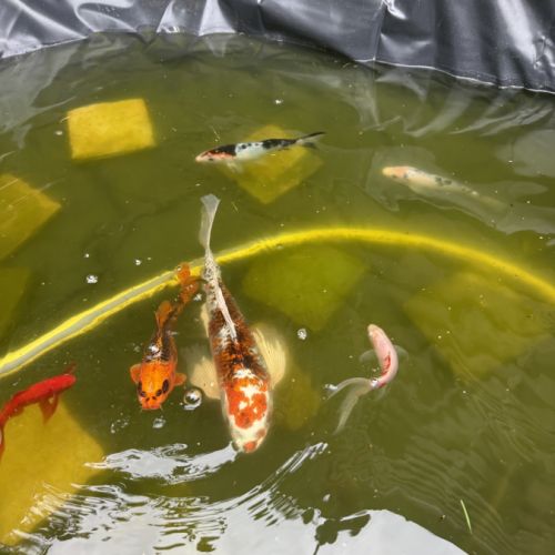 Magnifique carpe koi multicolore #2