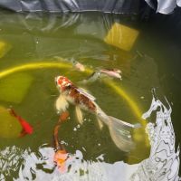 Magnifique carpe koi multicolore #1