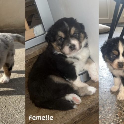 Chiots berger australien lof #2