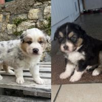 Chiots berger australien lof #0