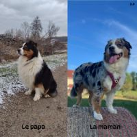 Chiots berger australien lof #3