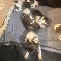 Chiots mâles munsterlander