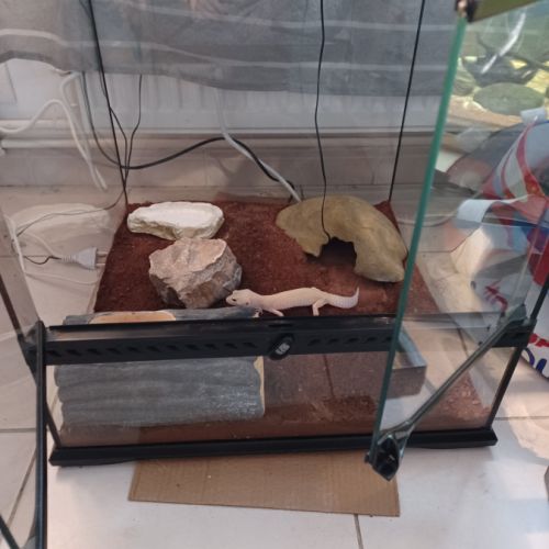 Gecko leopard avec terrarium complet #6