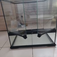 Gecko leopard avec terrarium complet #2