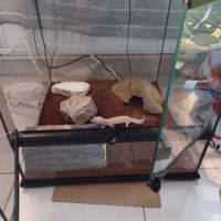 Gecko leopard avec terrarium complet #6