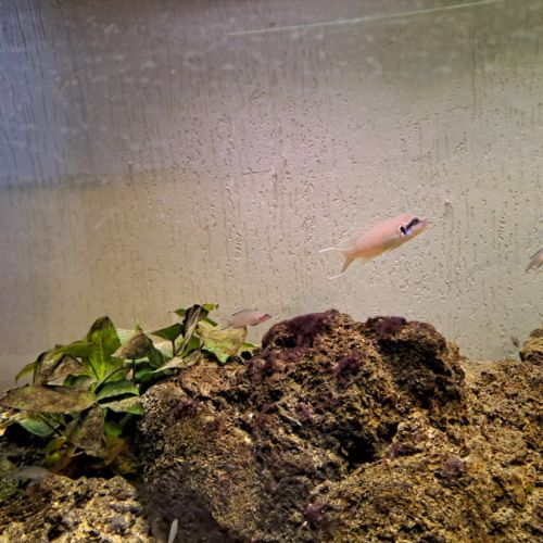 Neolamprologus brichardi #3