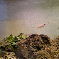 Neolamprologus brichardi #3