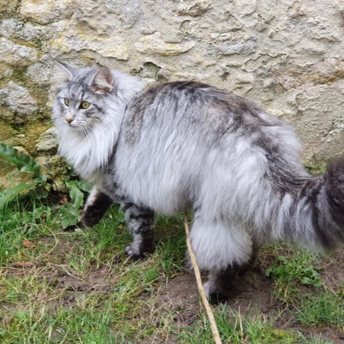 Orisha cherche une famille aimante #2