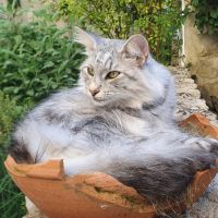 Orisha cherche une famille aimante #3