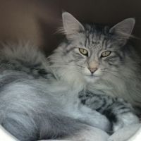 Orisha cherche une famille aimante #4