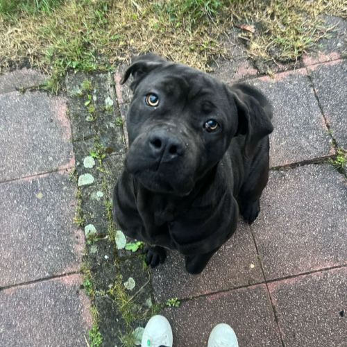 Ralph & reya cherchent leur nouvelle famille! #2