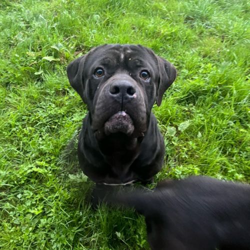 Ralph & reya cherchent leur nouvelle famille! #3